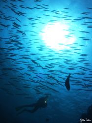 Among barracudas. 

Taken with Olympus E-20 in Titan ho... by Istvan Juhasz 